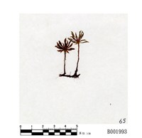 藏品(暖地大葉苔)的圖片